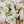 Load image into Gallery viewer, Ballard Dill Flavored Cheddar Cheese Curds