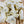 Load image into Gallery viewer, Ballard Dill Cheese Curds
